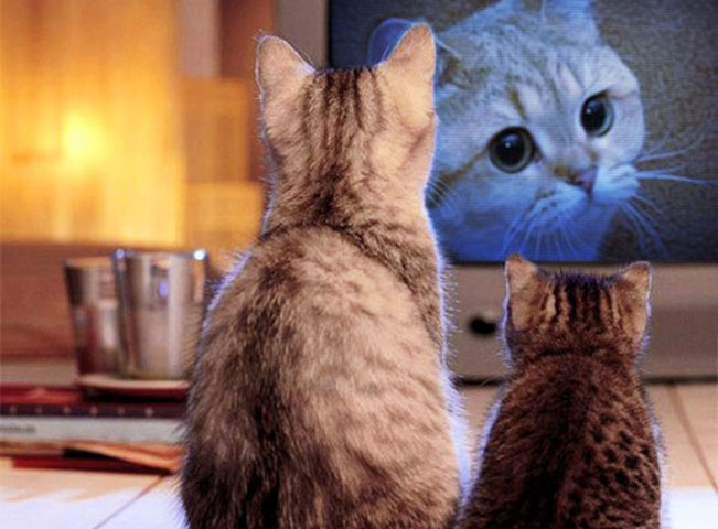 mnau-kocici-televize
