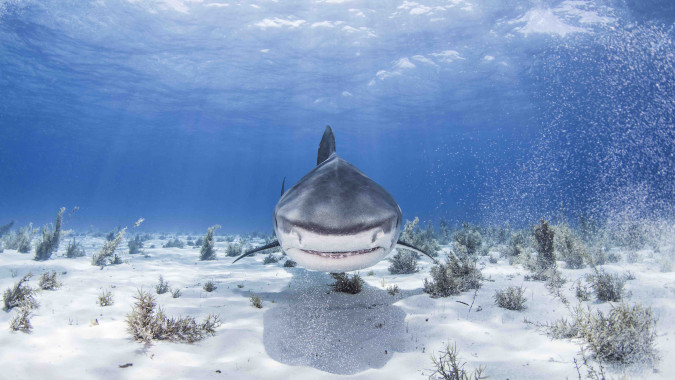 Underwater view of Tiger shark, Nassau, Bahamas